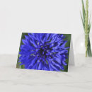 Suche nach cornflower karten Maisblume