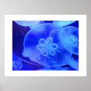 Suche nach qualle poster Tiere