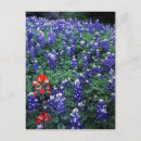 Suche nach texas wildblumen postkarten Farbe