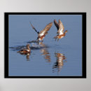 Suche nach enten poster Vögel