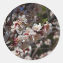 Suche nach kirschbaum aufkleber Blumenreich