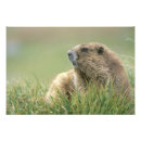 Suche nach murmeltier poster Nationalpark