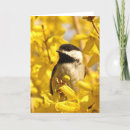 Suche nach gelber vogel karten Natur
