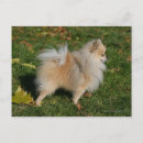 Suche nach zwergspitz poster Bob und pam langrish