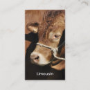 Suche nach stier visitenkarten Rindfleisch