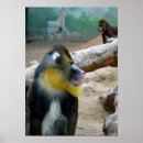 Suche nach mandrill poster Natur