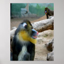 Suche nach mandrill poster Natur