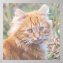 Suche nach ingwer poster Malerei