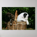 Suche nach pam poster Welpen