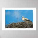 Suche nach storch poster Vogelvogel