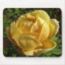 Suche nach englische rose mousepads Blumenreich