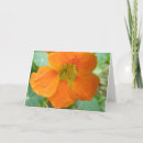 Suche nach hübsche orange blume Fotografie