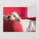 Suche nach englisch cocker spaniel postkarten Haustier