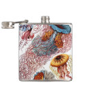 Suche nach quallen flachmänner Meeresleben