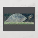 Suche nach schildkröte foto postkarten Schildkröten
