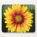 Suche nach orange gerbera elektronik zubehör Gänseblümchen