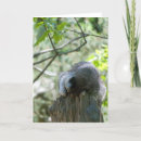 Suche nach waschbär karten Wild