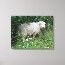 Suche nach schafe leinwandbilder Wollig