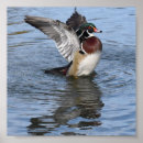 Suche nach männliche ente poster Enten