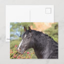 Suche nach stallion postkarten Bob langrish