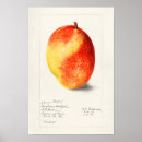 Suche nach indica poster Obst