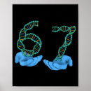 Suche nach dna poster Replikation