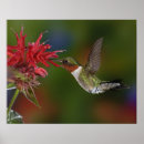 Suche nach kolibri poster Flug