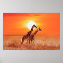 Suche nach afrikanische savanne poster Giraffe