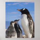 Suche nach gentoo pinguin poster Familie