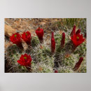 Suche nach kaktusblüte poster Wüste