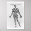 Suche nach andreas vesalius poster Medizin