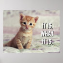 Suche nach kitten poster No people