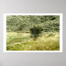 Suche nach bush poster Kalifornien