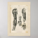 Suche nach muskel poster Anatomisch