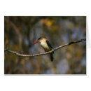 Suche nach eisvogel postkarten Vögel