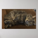 Suche nach maine coon poster Tier