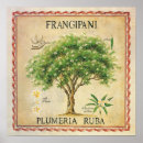 Suche nach plumeria kunst poster Vintag