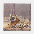 Suche nach bengalische katze magnete Wild