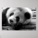Suche nach junger panda poster Bär