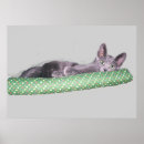 Suche nach grüne mit augen katze poster Tiere