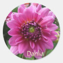 Suche nach rosa dahlie aufkleber Blume