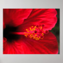 Suche nach tropische flora poster Hibiskus