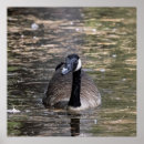 Suche nach kanadische gans poster Natur
