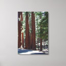 Suche nach redwood leinwandbilder California