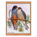 Suche nach wanderfalke poster Vögel