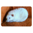 Suche nach weiße ratte magnete Ratten