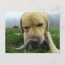 Suche nach lustige labrador postkarten Hunde