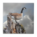 Suche nach gans fliesen Wild lebende tiere