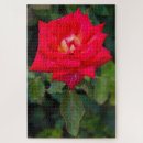 Suche nach rosen puzzle Gartenbau