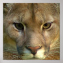 Suche nach puma poster Big cat